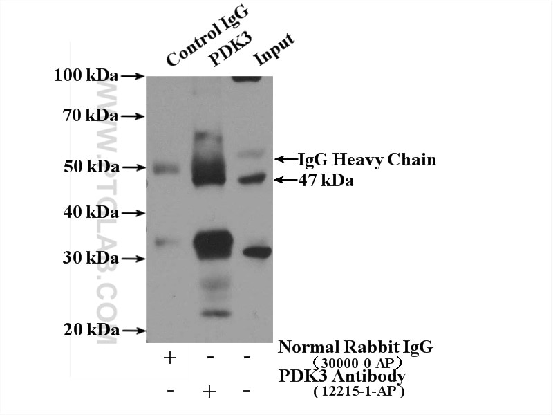 Immunoprecipitation (IP) experiment of mouse heart tissue using PDK3 Polyclonal antibody (12215-1-AP)