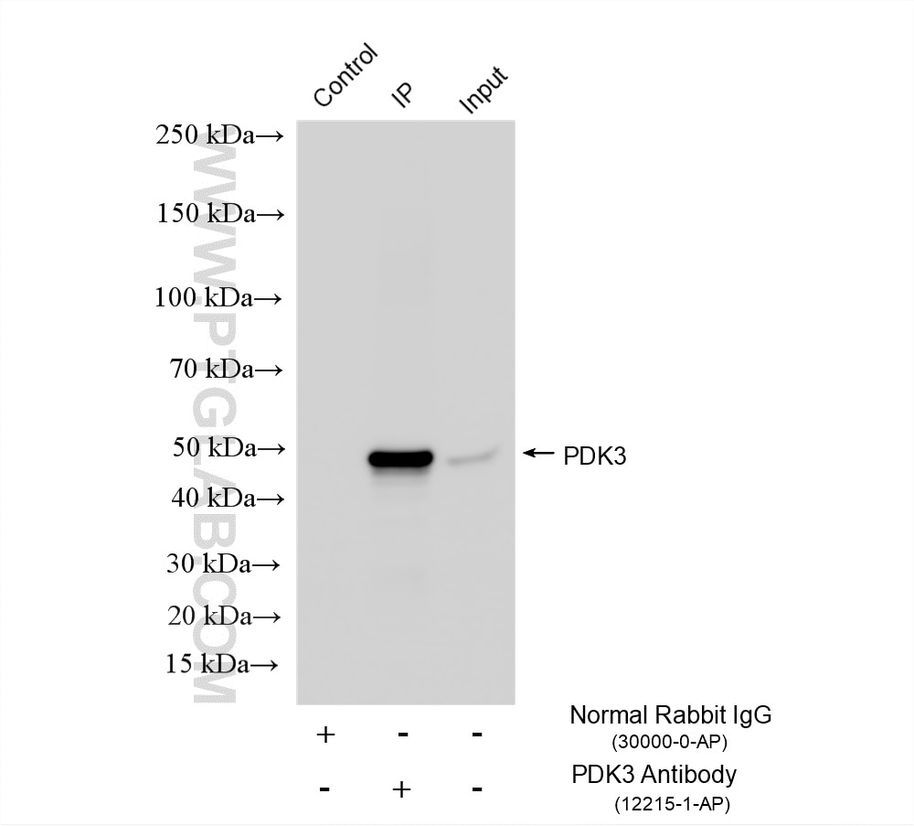 Immunoprecipitation (IP) experiment of mouse brain tissue using PDK3 Polyclonal antibody (12215-1-AP)