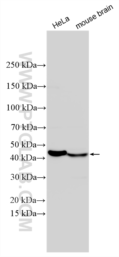 Western Blot (WB) analysis of various lysates using PDK3 Polyclonal antibody (12215-1-AP)