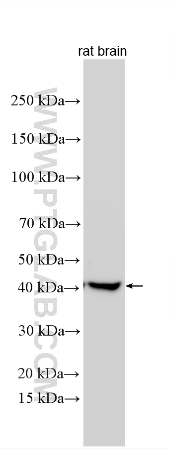 Western Blot (WB) analysis of various lysates using PDK3 Polyclonal antibody (12215-1-AP)