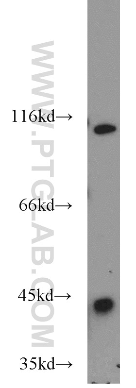Western Blot (WB) analysis of mouse kidney tissue using PDK3 Polyclonal antibody (12215-1-AP)