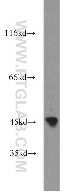 Western Blot (WB) analysis of mouse heart tissue using PDK3 Polyclonal antibody (12215-1-AP)