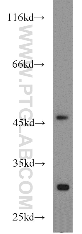 Western Blot (WB) analysis of mouse heart tissue using PDK3 Polyclonal antibody (12215-1-AP)