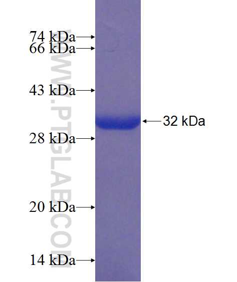PDK3 fusion protein Ag24597 SDS-PAGE