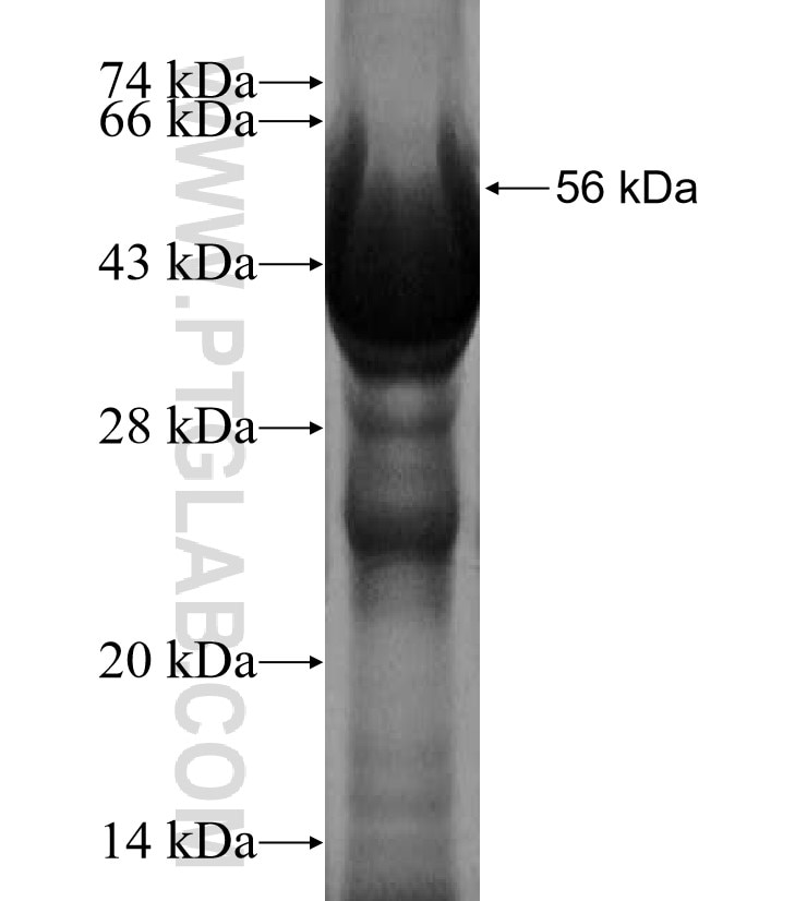 PDK3 fusion protein Ag2879 SDS-PAGE