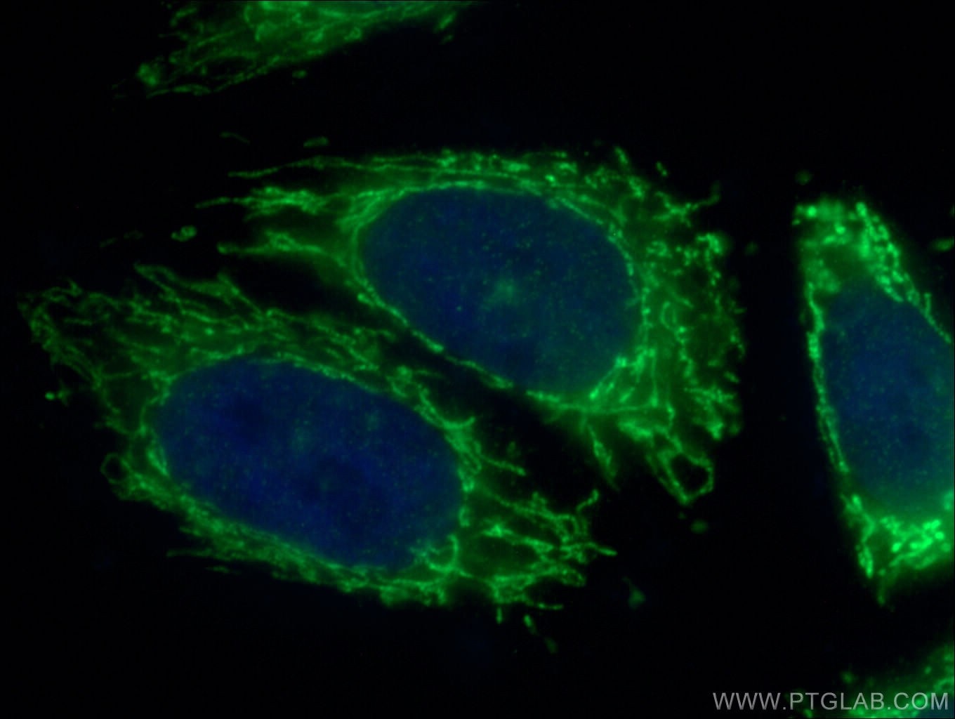 Immunofluorescence (IF) / fluorescent staining of HepG2 cells using PDK4 Polyclonal antibody (12949-1-AP)