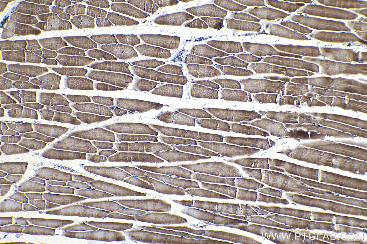 Immunohistochemistry (IHC) staining of mouse skeletal muscle tissue using PDK4 Polyclonal antibody (12949-1-AP)