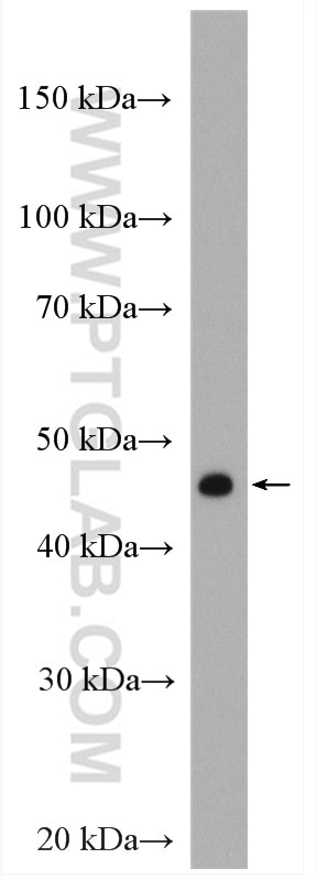 Western Blot (WB) analysis of NCI-H1299 cells using PDK4 Polyclonal antibody (12949-1-AP)