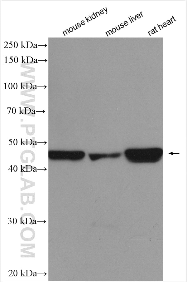 Western Blot (WB) analysis of various lysates using PDK4 Polyclonal antibody (12949-1-AP)
