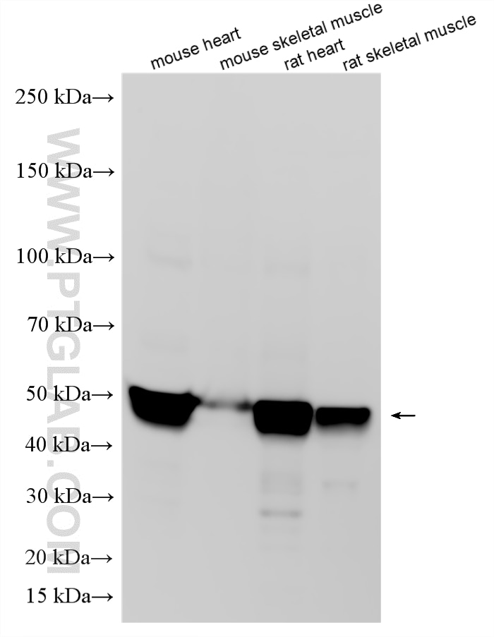 WB analysis using 12949-1-AP Western Blot (WB) analysis of various lysates using PDK4 Polyclonal antibody (12949-1-AP)