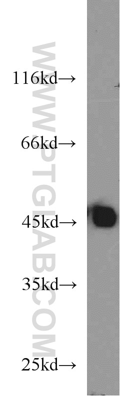 Western Blot (WB) analysis of mouse heart tissue using PDK4 Polyclonal antibody (12949-1-AP)