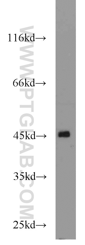 Western Blot (WB) analysis of mouse skeletal muscle tissue using PDK4 Polyclonal antibody (12949-1-AP)