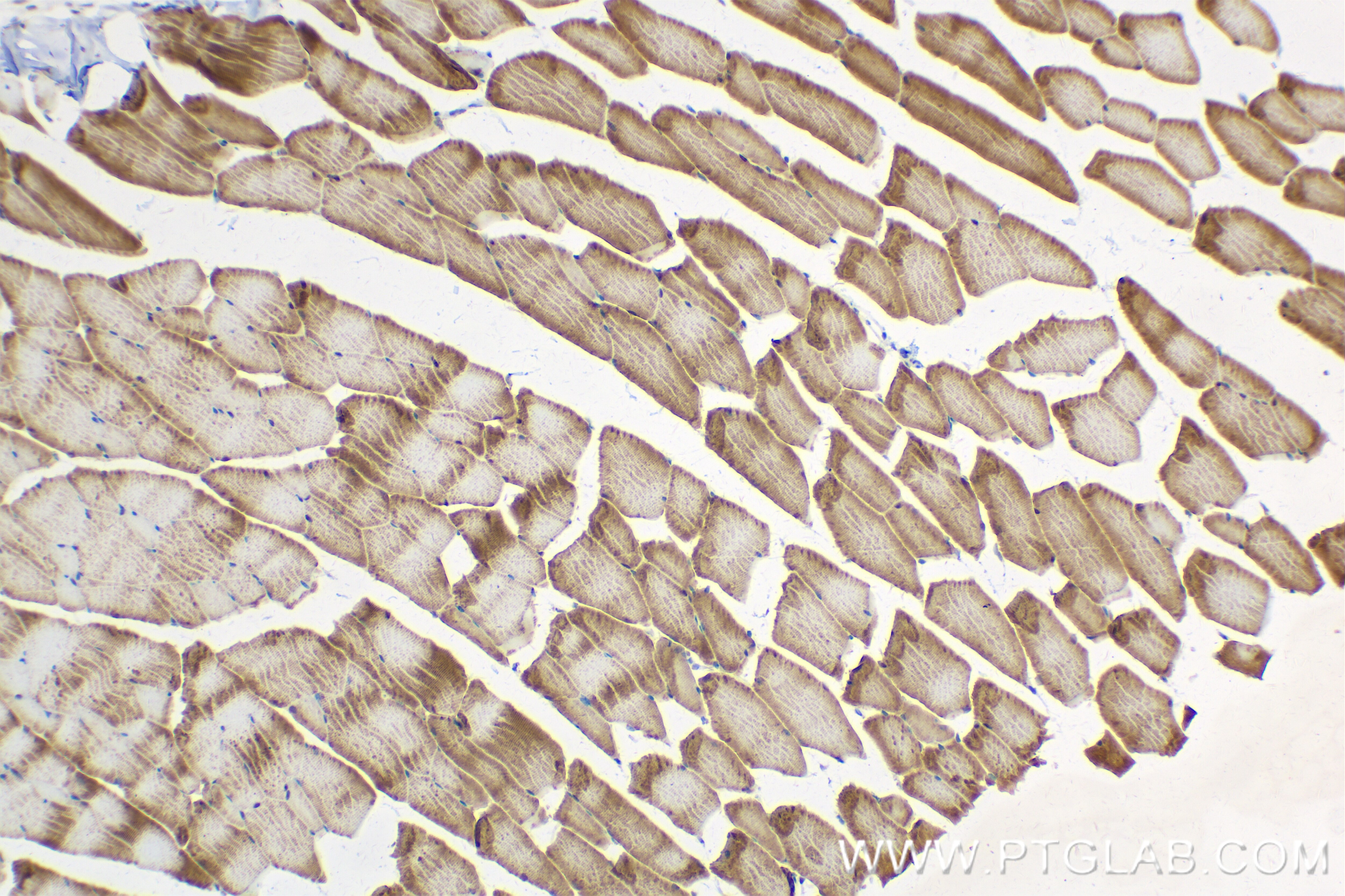 Immunohistochemistry (IHC) staining of mouse skeletal muscle tissue using PDK4 Recombinant antibody (83583-1-RR)
