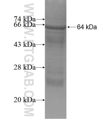 PDK4 fusion protein Ag3629 SDS-PAGE