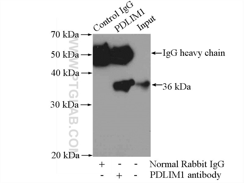 Immunoprecipitation (IP) experiment of mouse heart tissue using PDLIM1/CLP36 Polyclonal antibody (11674-1-AP)