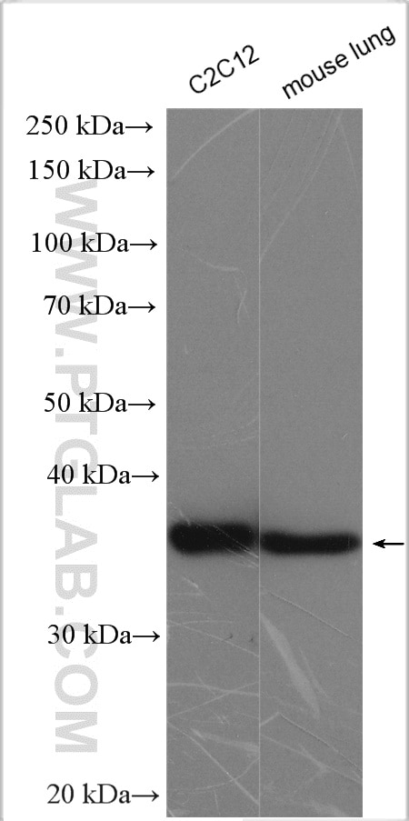 Western Blot (WB) analysis of various lysates using PDLIM1/CLP36 Polyclonal antibody (11674-1-AP)