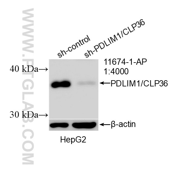 WB analysis of HepG2 using 11674-1-AP (same clone as 11674-1-PBS) Western Blot (WB) analysis of HepG2 cells using PDLIM1/CLP36 Polyclonal antibody (11674-1-AP)