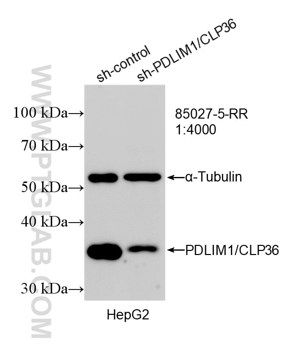 Western Blot (WB) analysis of HepG2 cells using PDLIM1/CLP36 Recombinant monoclonal antibody (85027-5-RR)