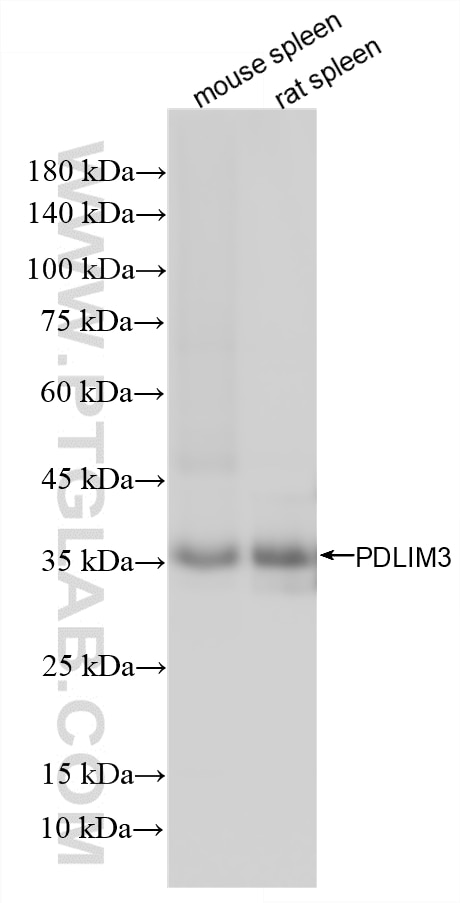 Western Blot (WB) analysis of various lysates using PDLIM3 Recombinant monoclonal antibody (87058-2-RR)