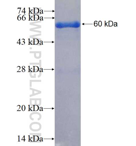 PDLIM3 fusion protein Ag3934 SDS-PAGE