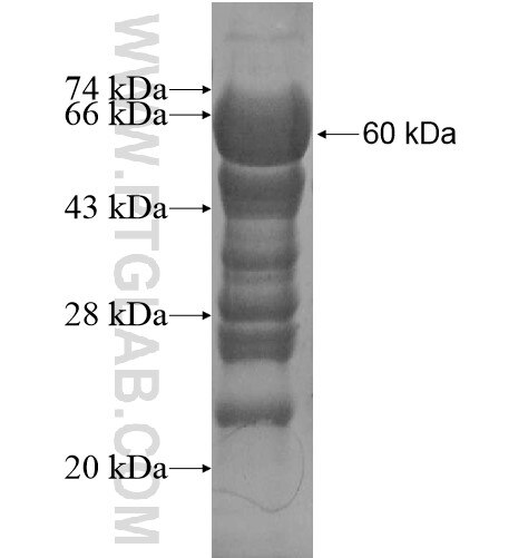 PDLIM4 fusion protein Ag13424 SDS-PAGE