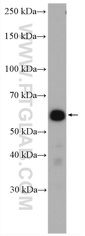 WB analysis of HUVEC using 10530-1-AP