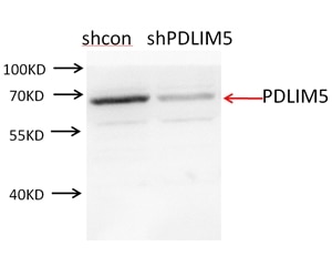 Western Blot (WB) analysis of NIH/3T3 cells using PDLIM5 Polyclonal antibody (10530-1-AP)