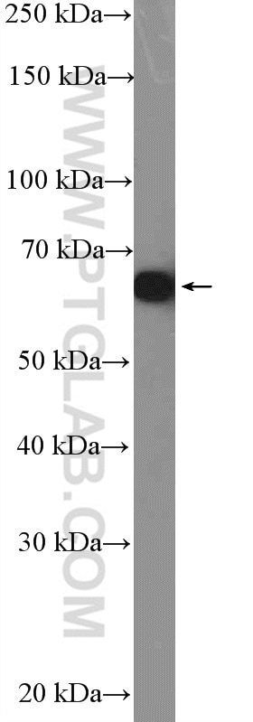 WB analysis of A549 using 10530-1-AP