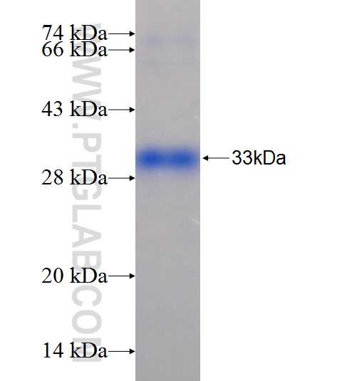 PDLIM5 fusion protein Ag25059 SDS-PAGE