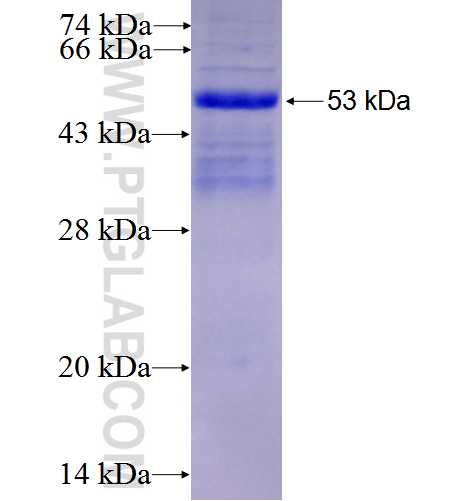 PDLIM5 fusion protein Ag0808 SDS-PAGE