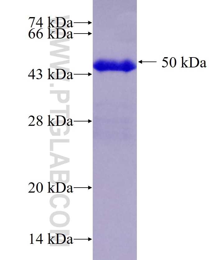 PDLIM5 fusion protein Ag0808 SDS-PAGE