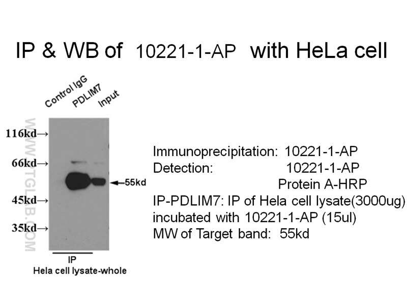 Immunoprecipitation (IP) experiment of HeLa cells using PDLIM7 Polyclonal antibody (10221-1-AP)