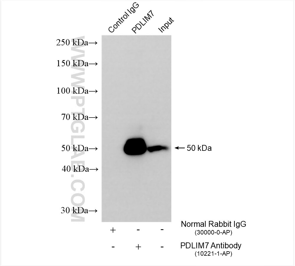 Immunoprecipitation (IP) experiment of MCF-7 cells using PDLIM7 Polyclonal antibody (10221-1-AP)