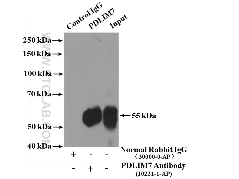 Immunoprecipitation (IP) experiment of MCF-7 cells using PDLIM7 Polyclonal antibody (10221-1-AP)