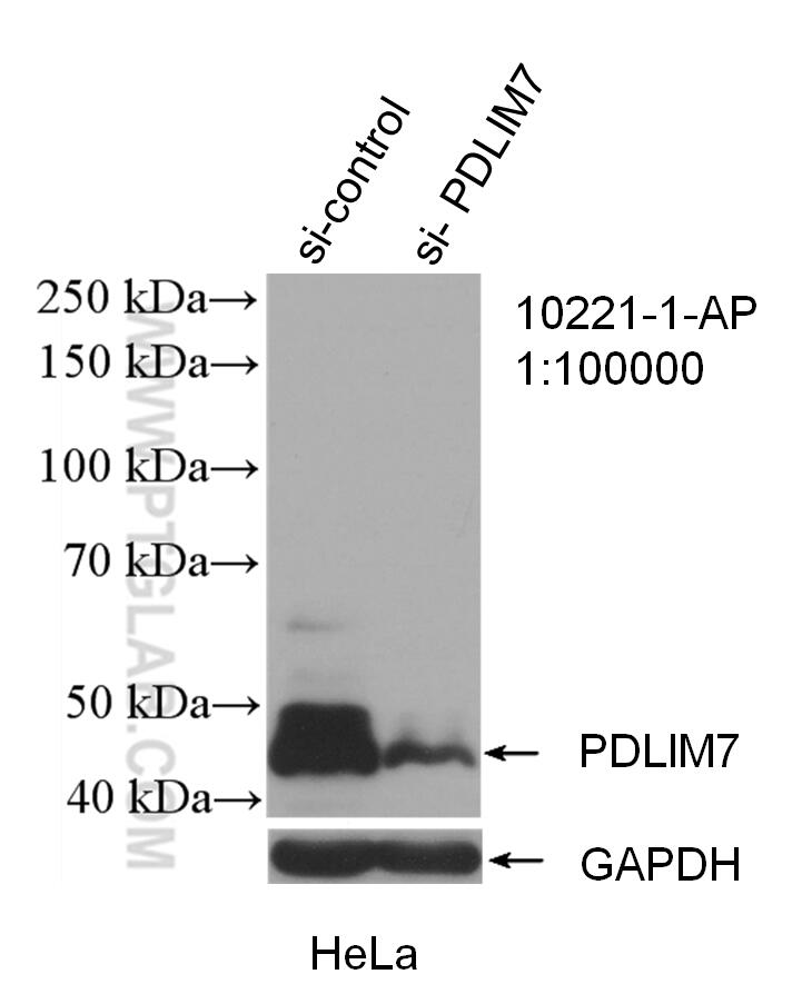 Western Blot (WB) analysis of HeLa cells using PDLIM7 Polyclonal antibody (10221-1-AP)