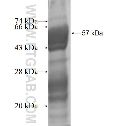 PDLIM7,LMP1 fusion protein Ag0264 SDS-PAGE