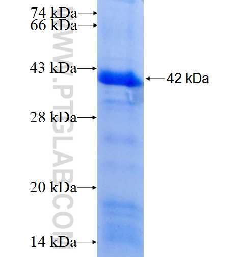 PDLIM7,LMP1 fusion protein Ag4614 SDS-PAGE