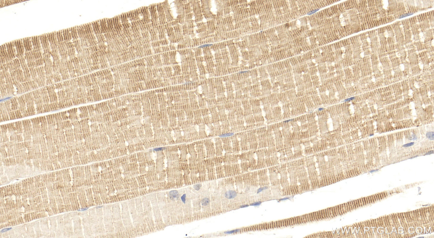 Immunohistochemistry (IHC) staining of mouse skeletal muscle tissue using PDLIM7 Polyclonal antibody (17080-1-AP)