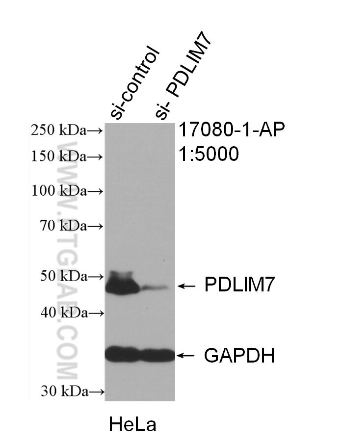 Western Blot (WB) analysis of HeLa cells using PDLIM7 Polyclonal antibody (17080-1-AP)