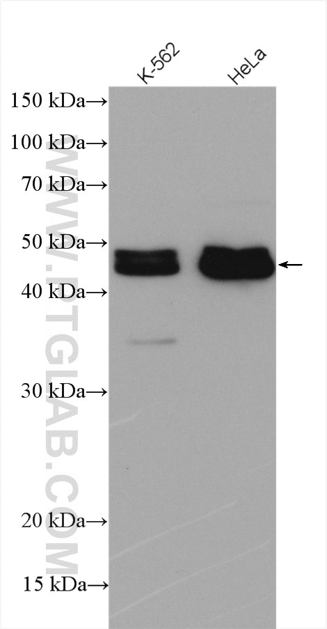 Western Blot (WB) analysis of various lysates using PDLIM7 Polyclonal antibody (17080-1-AP)