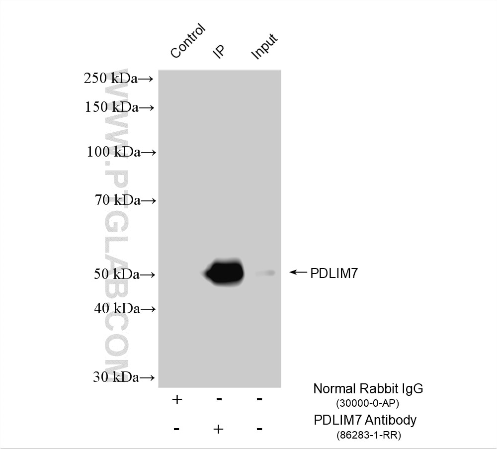 IP experiment of HeLa using 86283-1-RR Immunoprecipitation (IP) experiment of HeLa cells using PDLIM7 Recombinant monoclonal antibody (86283-1-RR)
