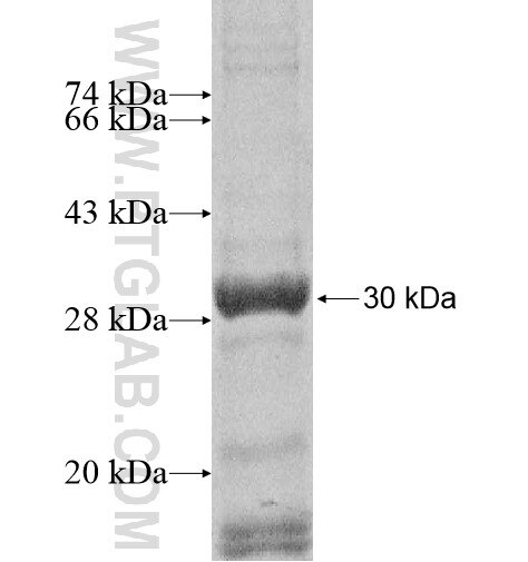 PDLIM7 fusion protein Ag12274 SDS-PAGE