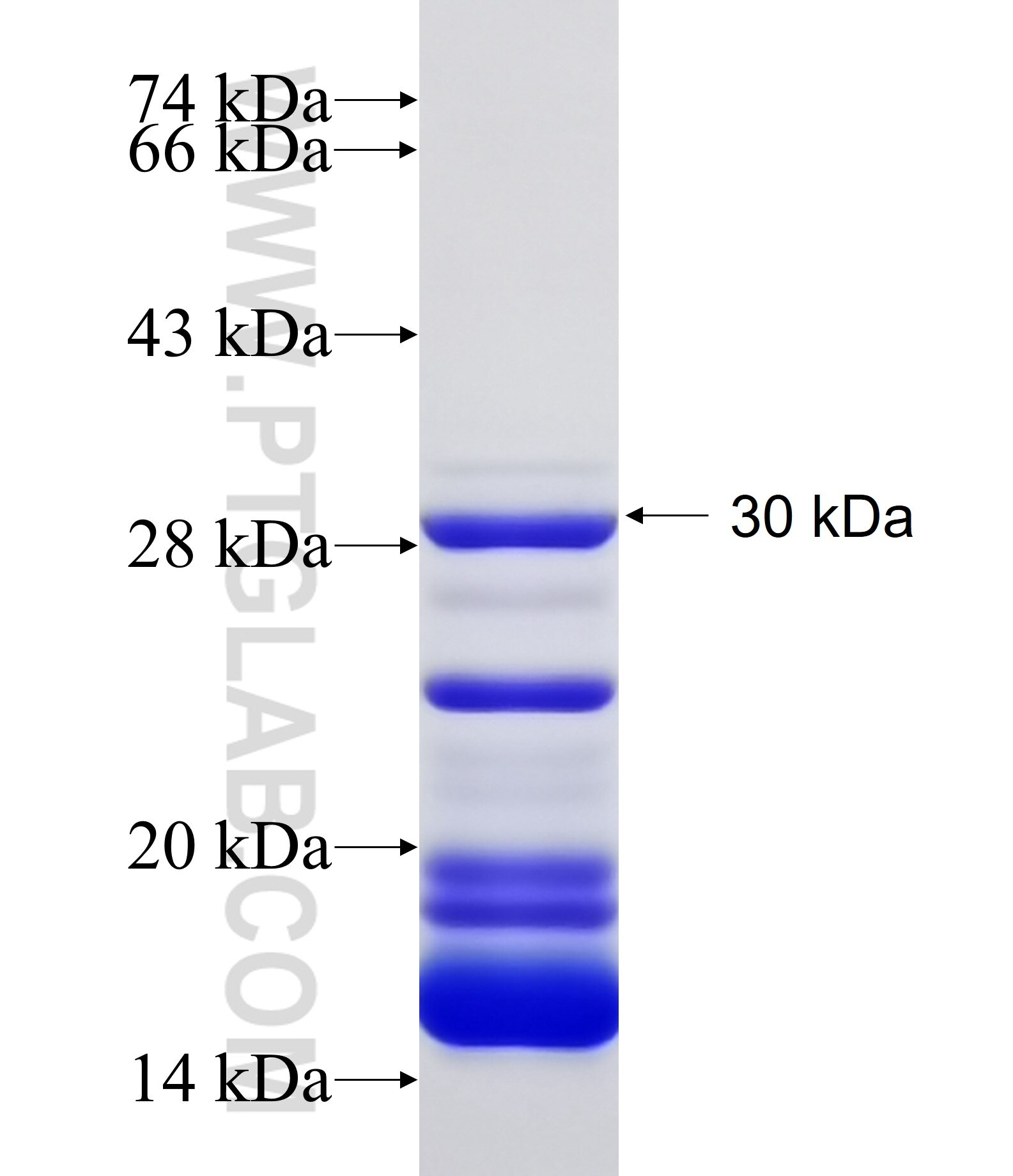 PDLIM7 fusion protein Ag12274 SDS-PAGE