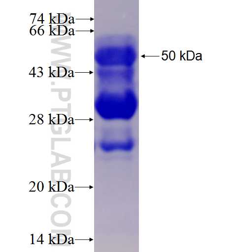 PDLIM7 fusion protein Ag1334 SDS-PAGE