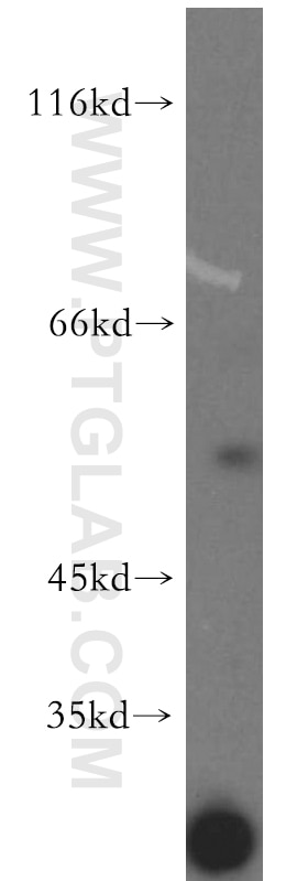 Western Blot (WB) analysis of mouse skeletal muscle tissue using PDP2 Polyclonal antibody (13404-1-AP)