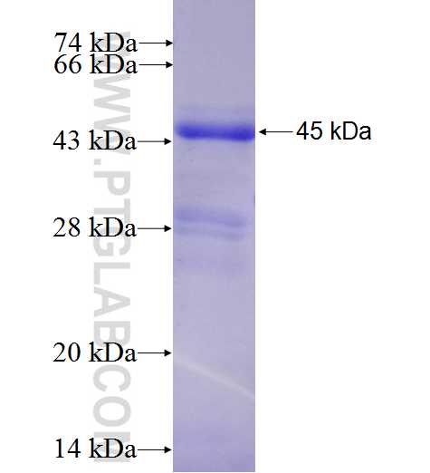 PDPK1 fusion protein Ag9313 SDS-PAGE