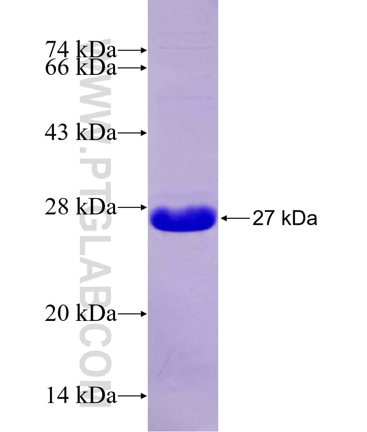 PDPN,D2-40,M2A fusion protein Ag27070 SDS-PAGE