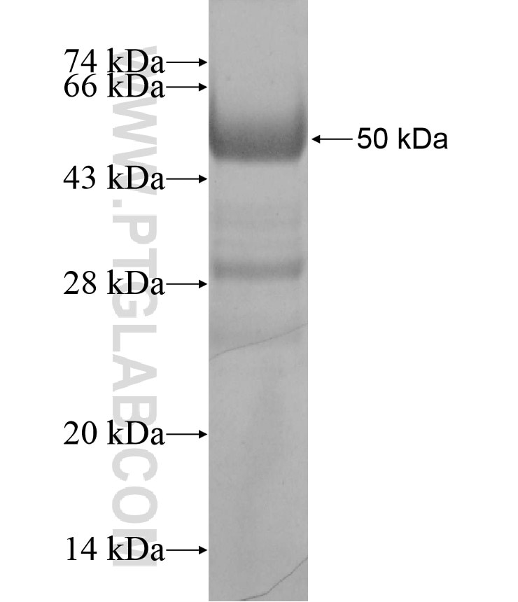 PDPN fusion protein Ag17307 SDS-PAGE