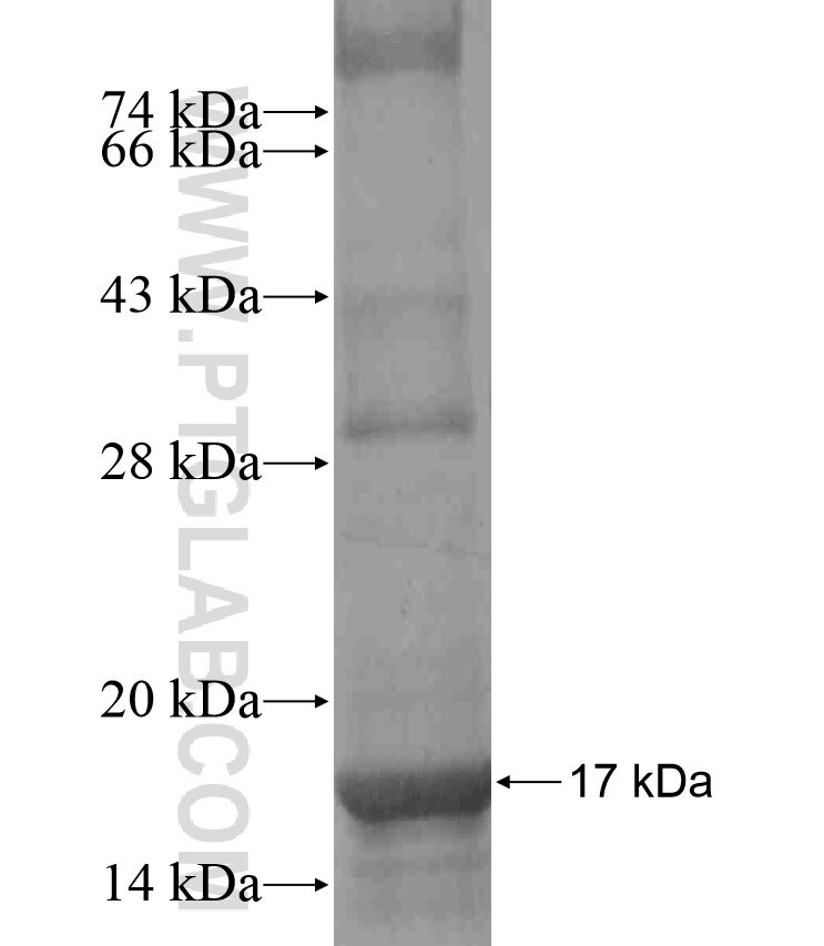 PDPN fusion protein Ag17690 SDS-PAGE PDPN fusion protein Ag17690 SDS-PAGE