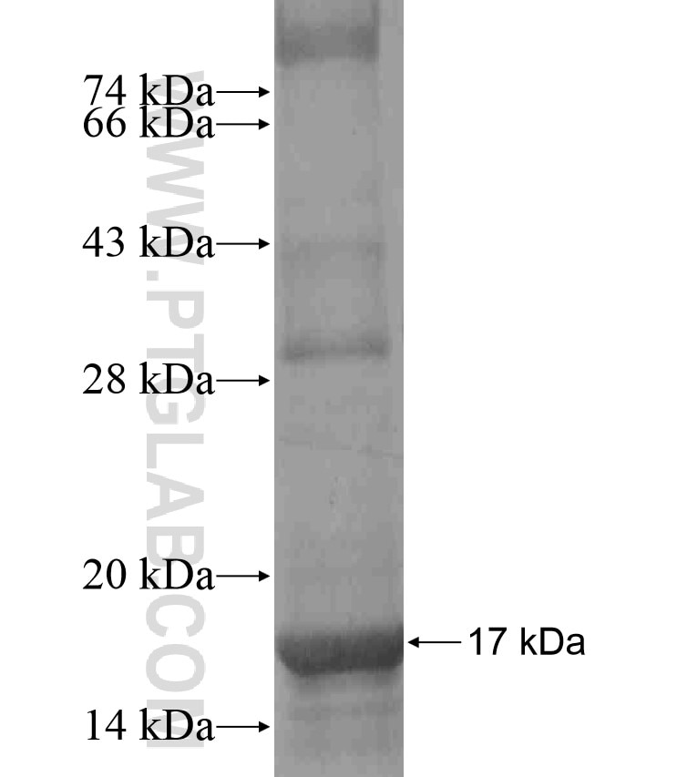 PDPN fusion protein Ag17690 SDS-PAGE